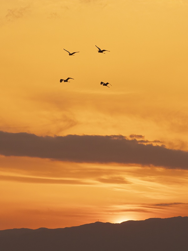 写真は楽しく撮りましょう 初めてのフォトレッスン(全4回) 【日程】2/12・2/27・3/12・3/27(木)