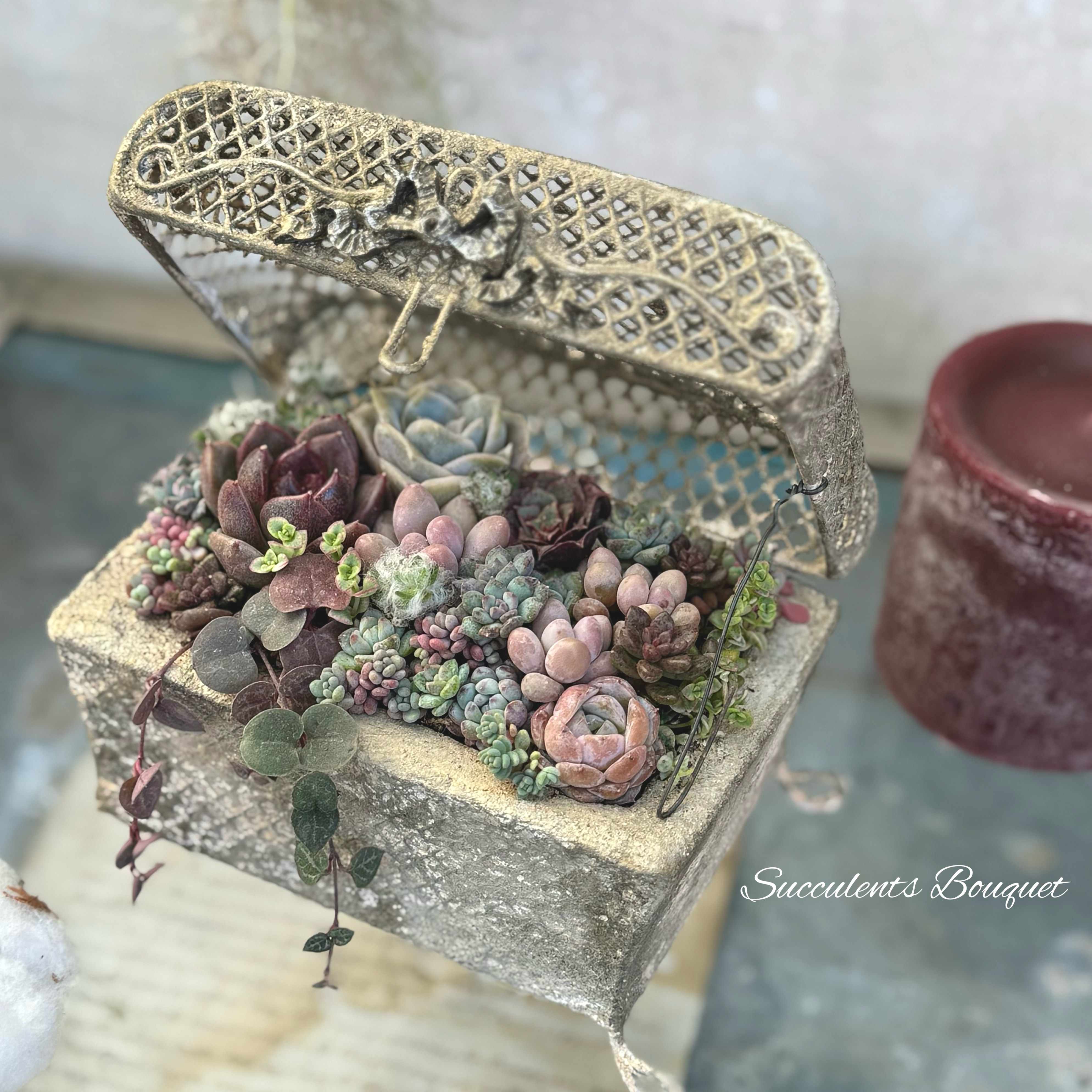 おしゃれスタイリング 多肉植物の寄せ植え 12/22