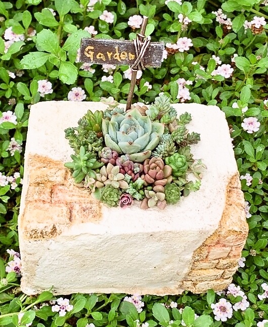 初心者の方も気軽に楽しく 多肉植物の寄せ植え(全3回) 新春の新講座 3/10(火)スタート