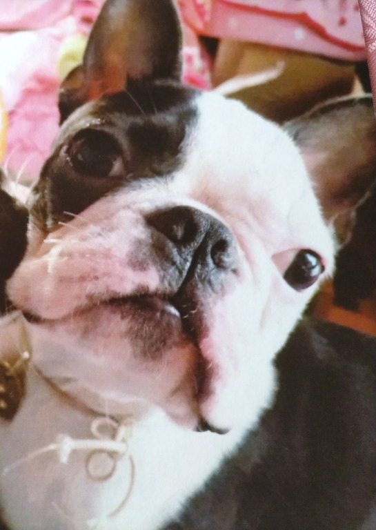 初めてでもできる ペット氣功ヒーリング 新春号1DAY講座 1/26(月)