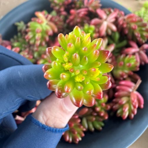 暮らしを彩る小さな幸せ 多肉植物の寄せ植え(全3回) 新春新講座