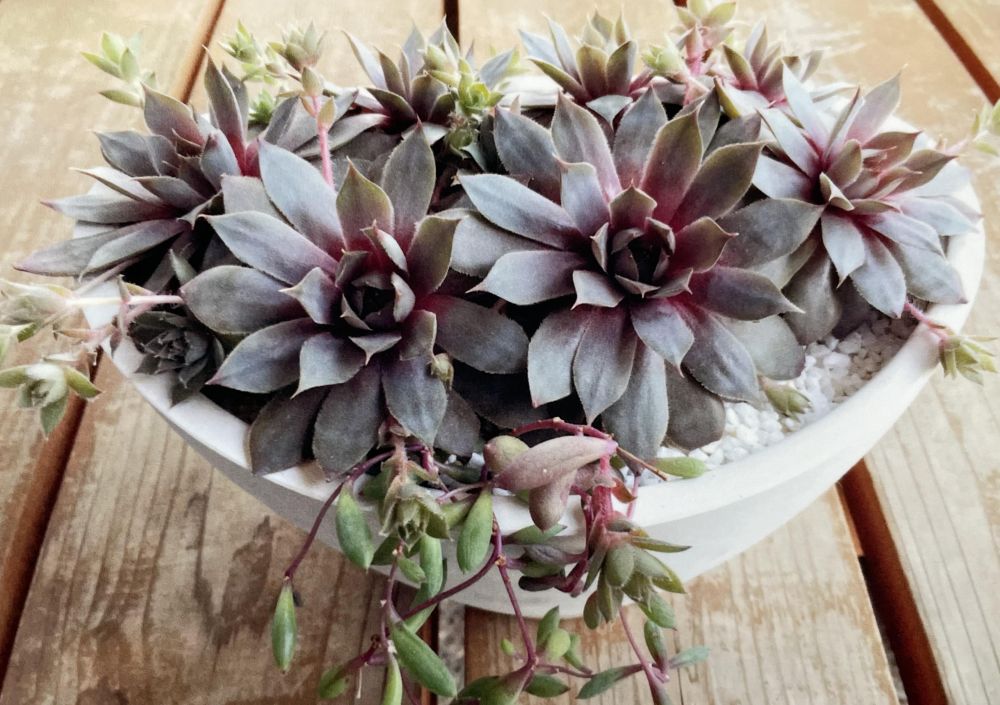 楽しい寄せ植え教室 ★新春号新講座 1/25(日)体験会