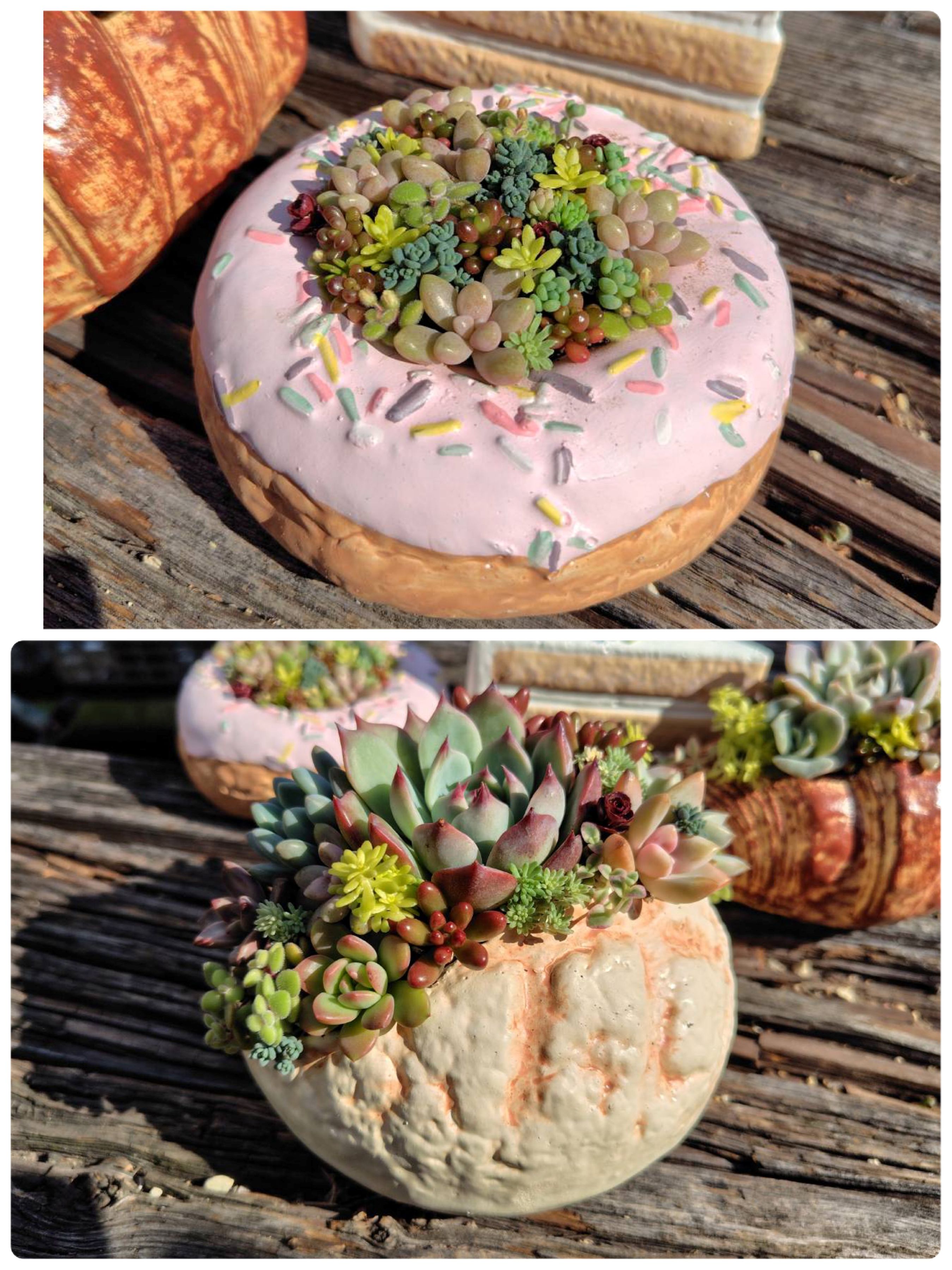 かわいい鉢を使って 多肉植物の寄せ植え