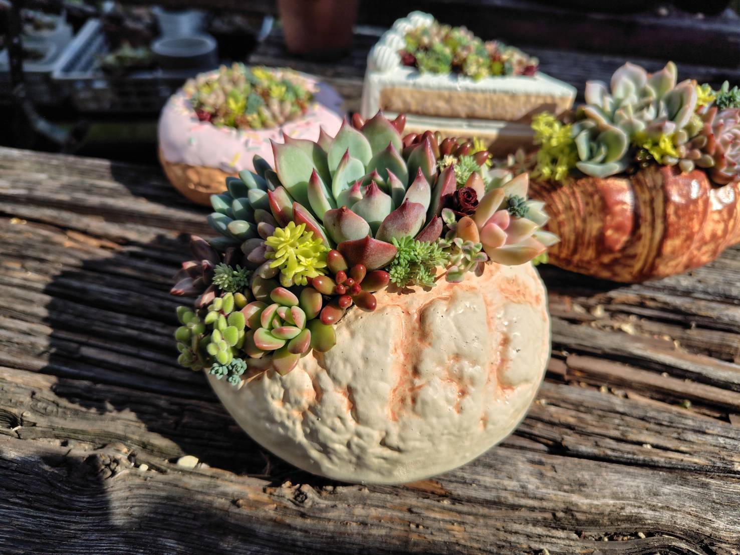 かわいい鉢を使って 多肉植物の寄せ植え