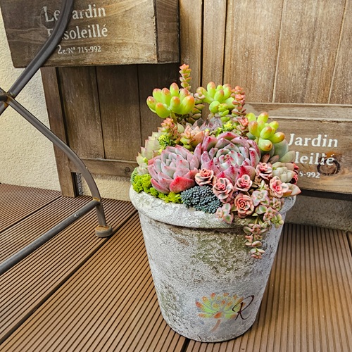 (全3回) 多肉植物の寄せ植え(日)