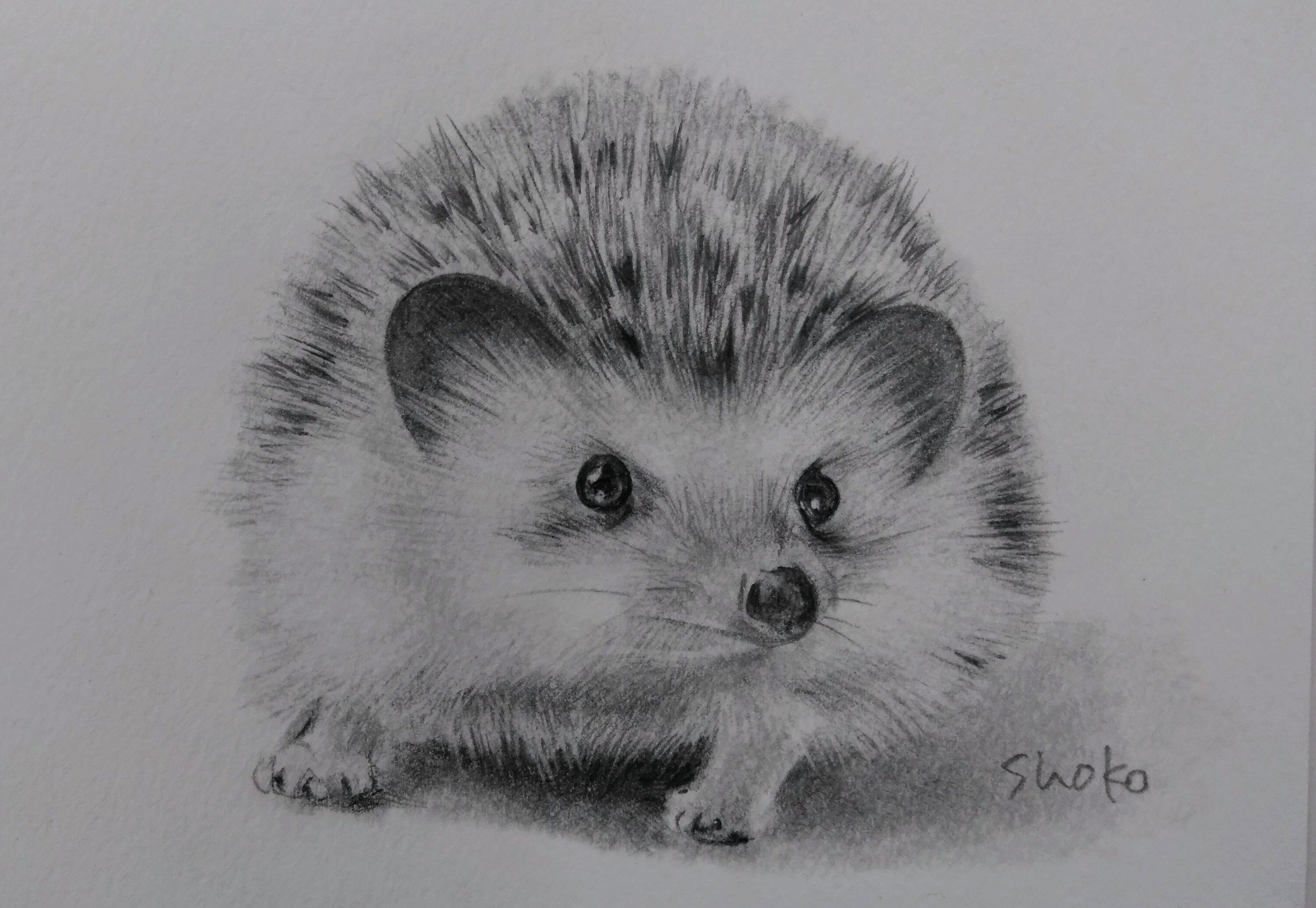 はじめて絵を描く方に やさしい鉛筆画 新春号リニューアル  特別体験会 1/15・2/19(木)