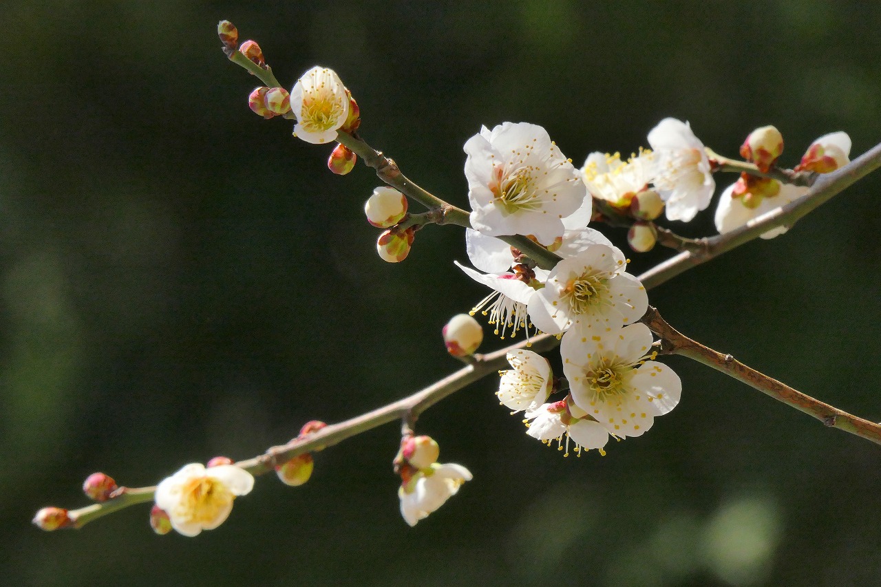 もっとキレイに!もっと気軽に! 女性のためのデジカメ入門