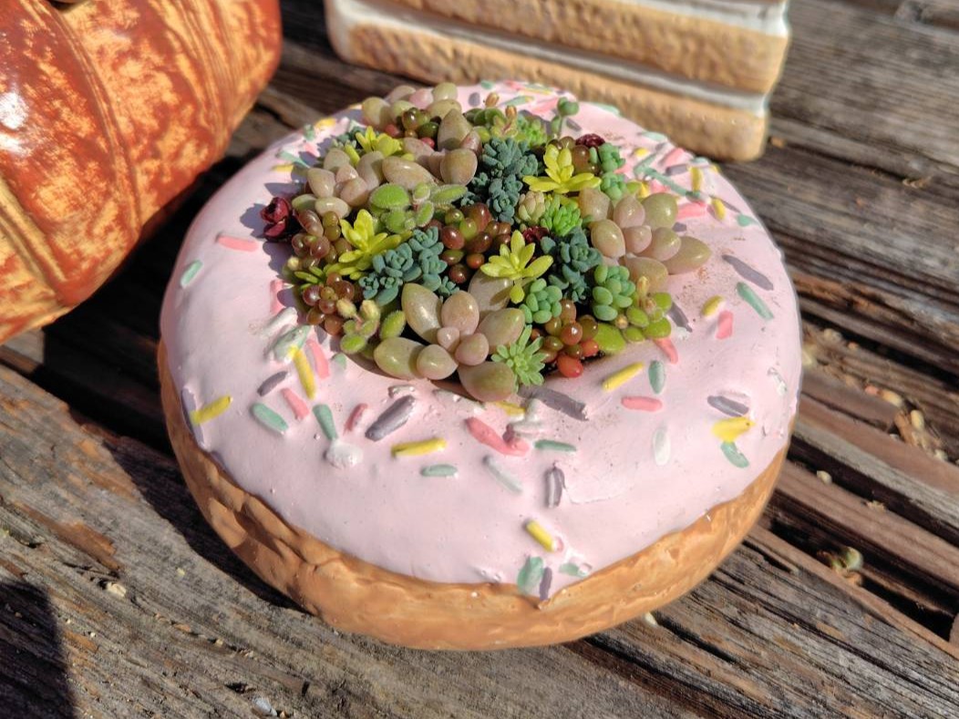 かわいい鉢を使って 多肉植物の寄せ植え