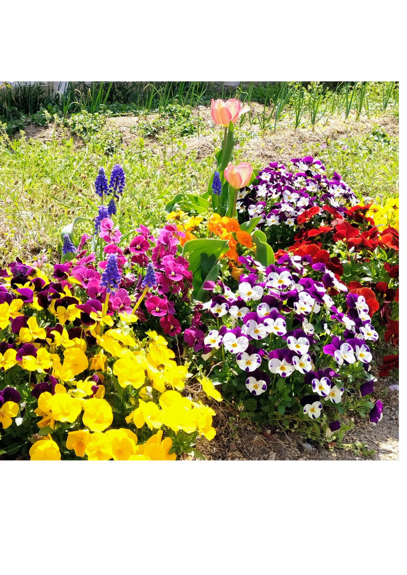 全2回 花と野菜の園芸教室 新春のスペシャル講座
