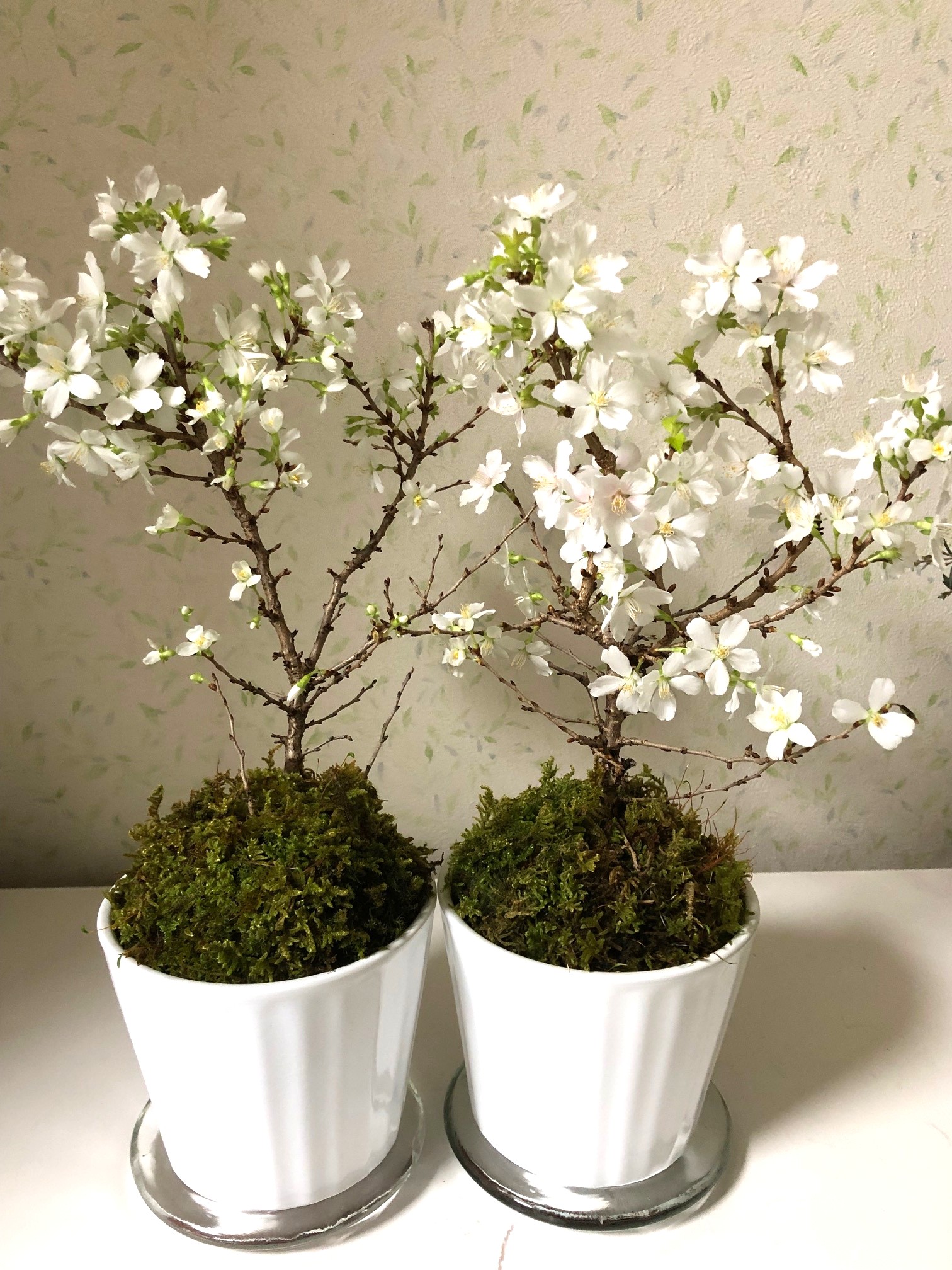 (全3回)ポットに作る イングリッシュガーデン 2/6・3/13・4/3