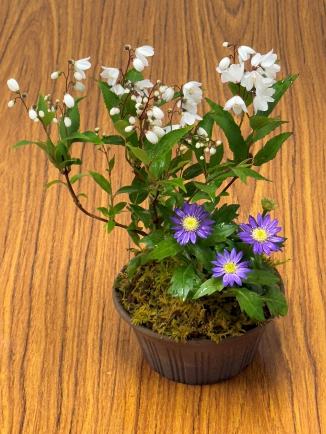 (3回講座) コケと山野草を楽しもう 日程2/24・3/31・4/28(火) 【受】8.250円 【運】825円 【教】11.550円