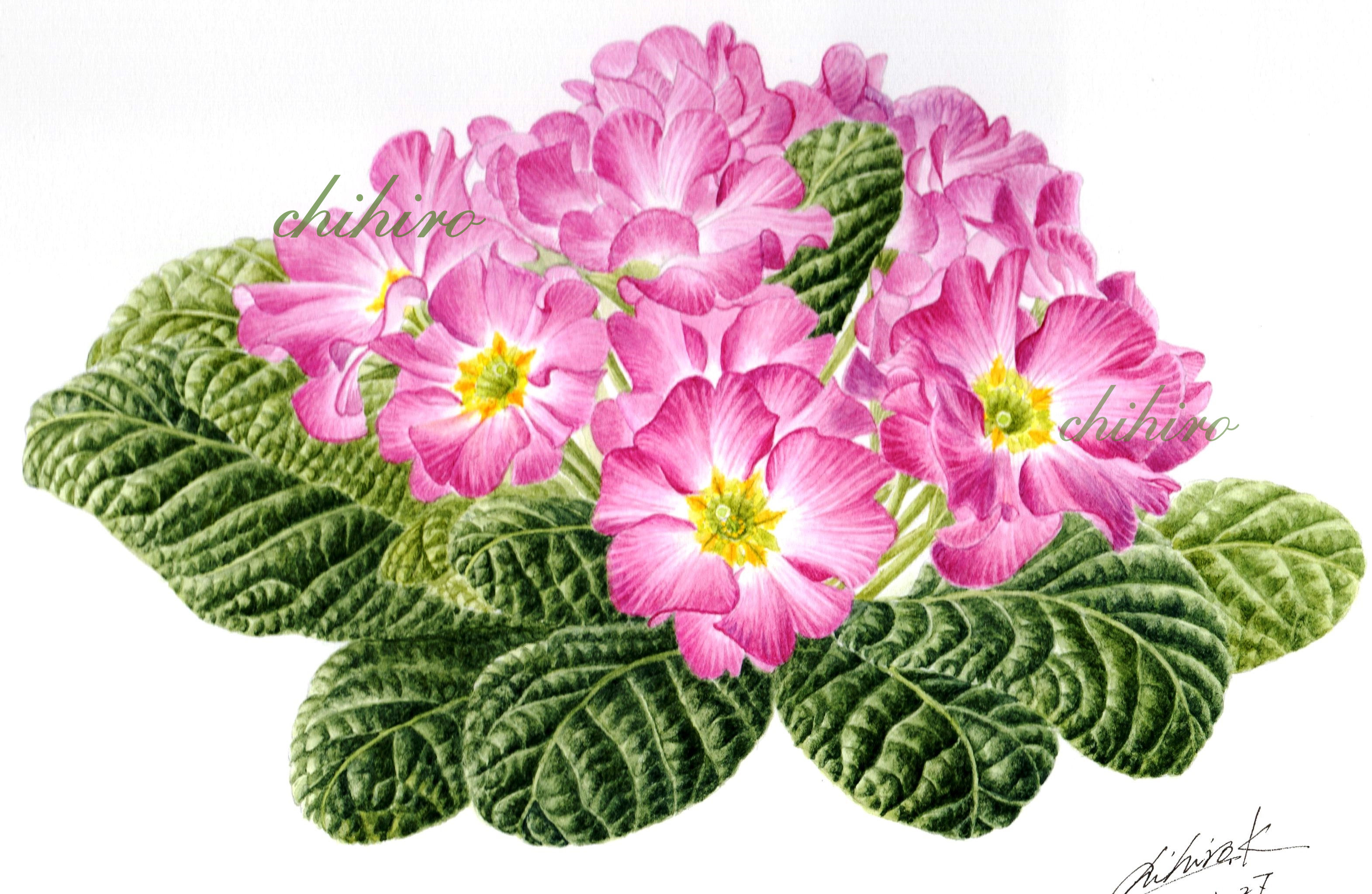 デッサンから額装まで 植物の絵を描こう