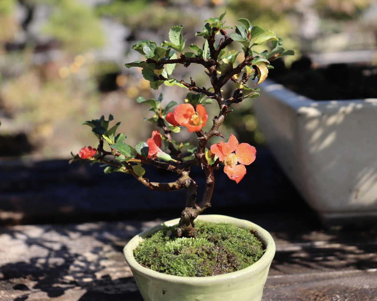 四季を楽しむ ミニ盆栽 2/18(水)