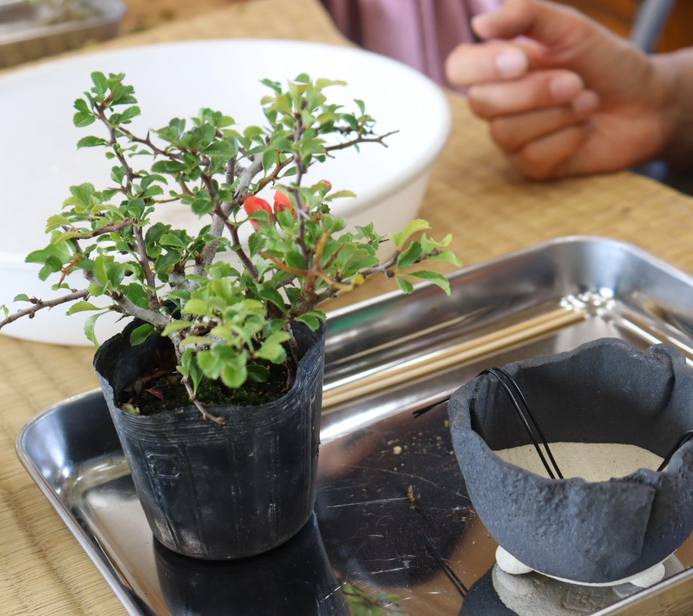 四季を楽しむ ミニ盆栽 2/18(水)