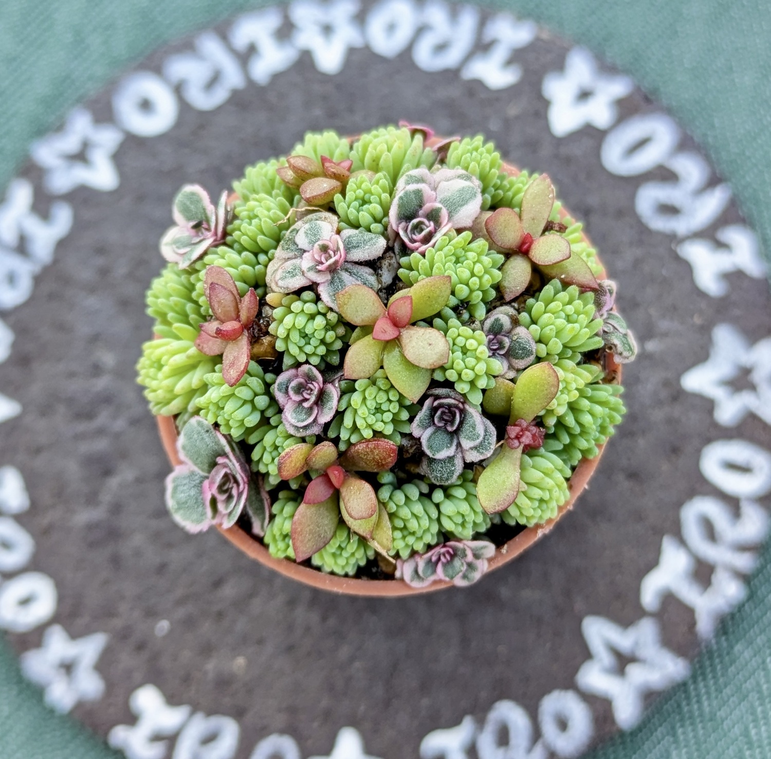 (全4回) 多肉植物の寄せ植え 新講座 2/18(水)スタート