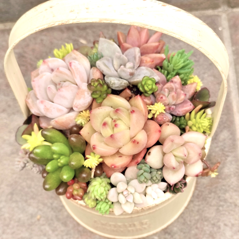 (全4回) 多肉植物の寄せ植え 新講座 2/18(水)スタート