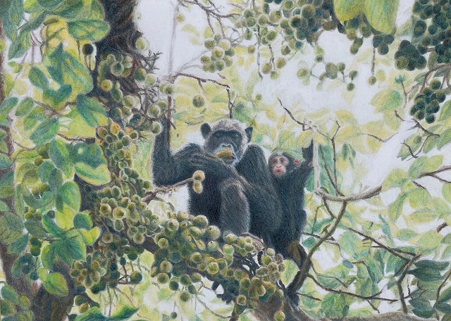 基礎からしっかり 色鉛筆画