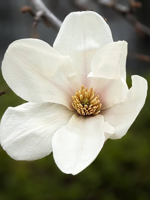 スマートフォン(全6回) スマートフォン(全6回) 4/23(木) 13:00～15:00 スタート