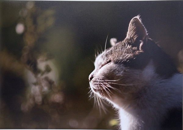 撮影のコツを基礎から学ぶ 初心者の写真教室 新春新講座 特別体験会 880円