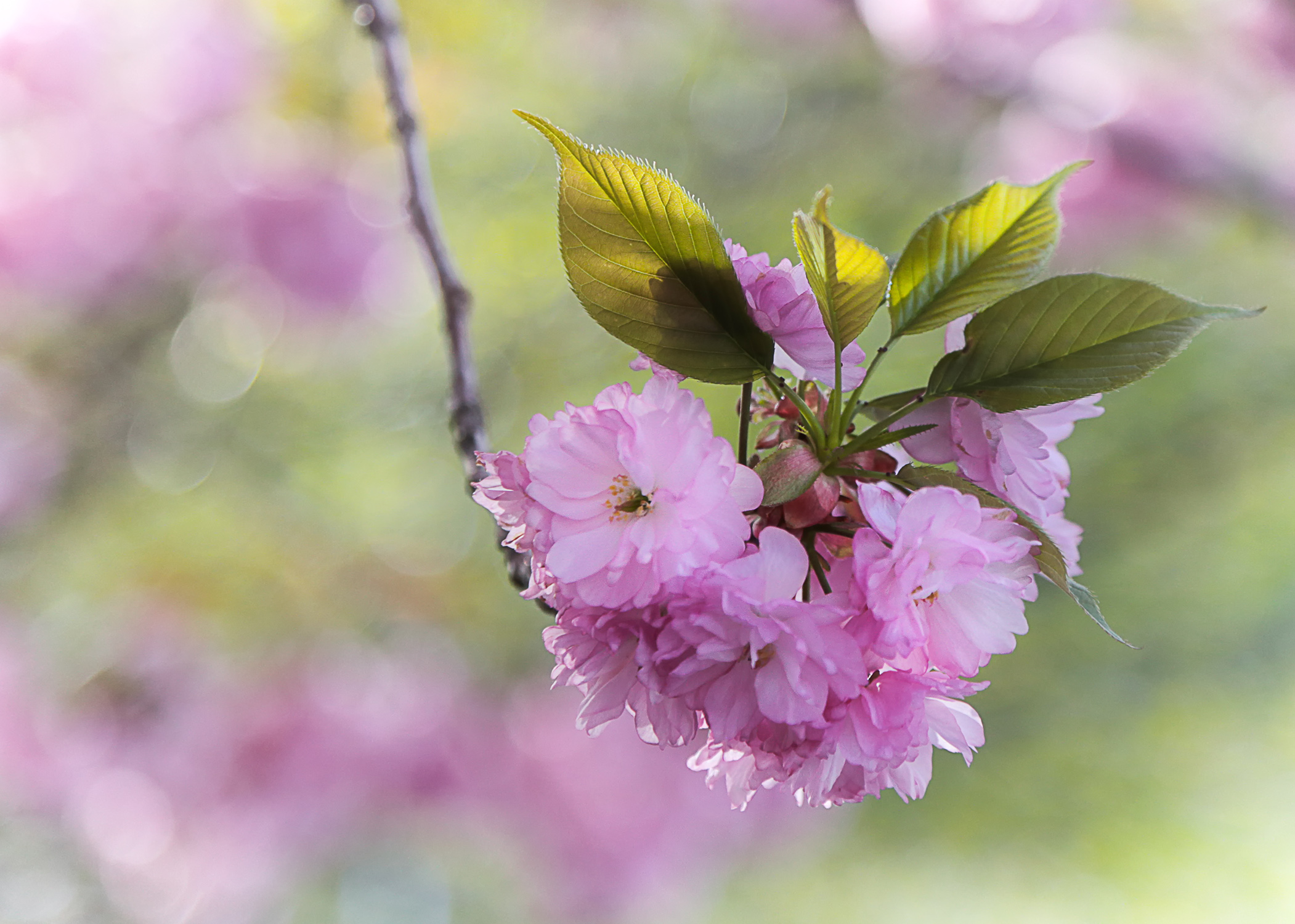 写真上手になろう! 実践・楽しい写真教室 春の新講座 3/28(土)特別体験会