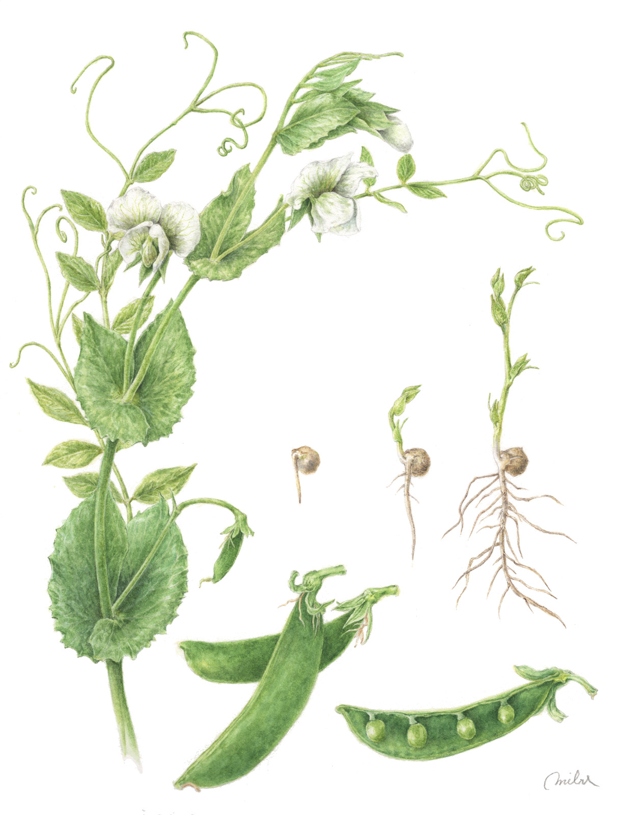 ボタニカルアート入門 春の新講座:体験会:3/17 4/7(火)