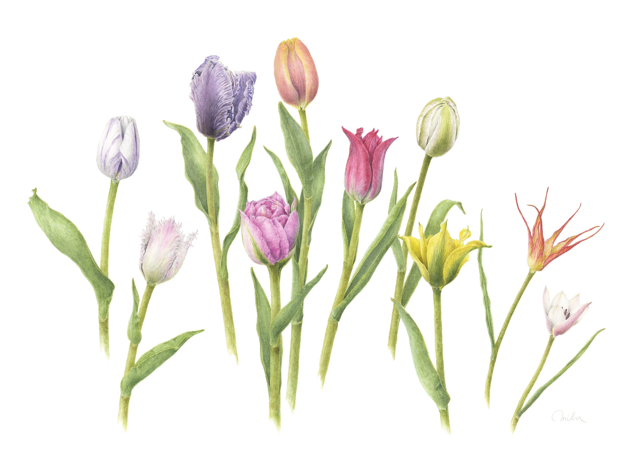 ボタニカルアート入門 春の新講座:体験会:3/17 4/7(火)