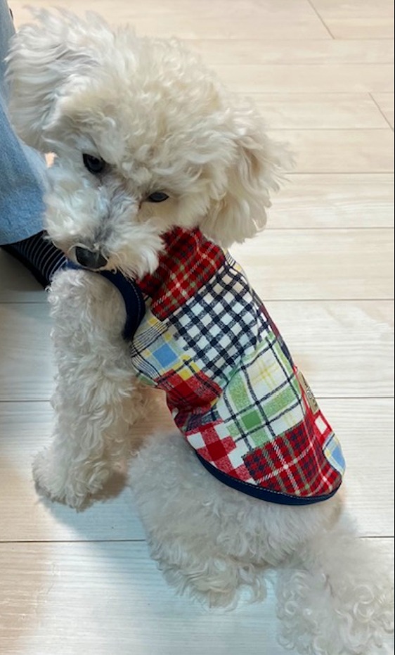 1日で作る特別な1着を愛犬に! 手作りわんこ服