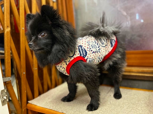 1日で作る特別な1着を愛犬に! 手作りわんこ服