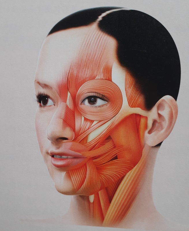 528/(全3回)頭・首・肩・顔のツボ 美容鍼エイジングケア 春の新講座 4/17スタート