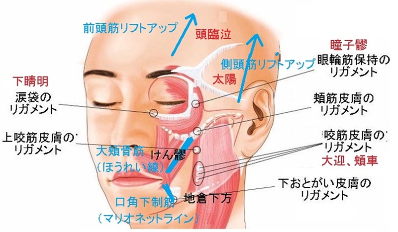 528/(全3回)頭・首・肩・顔のツボ 美容鍼エイジングケア 春の新講座 4/17スタート