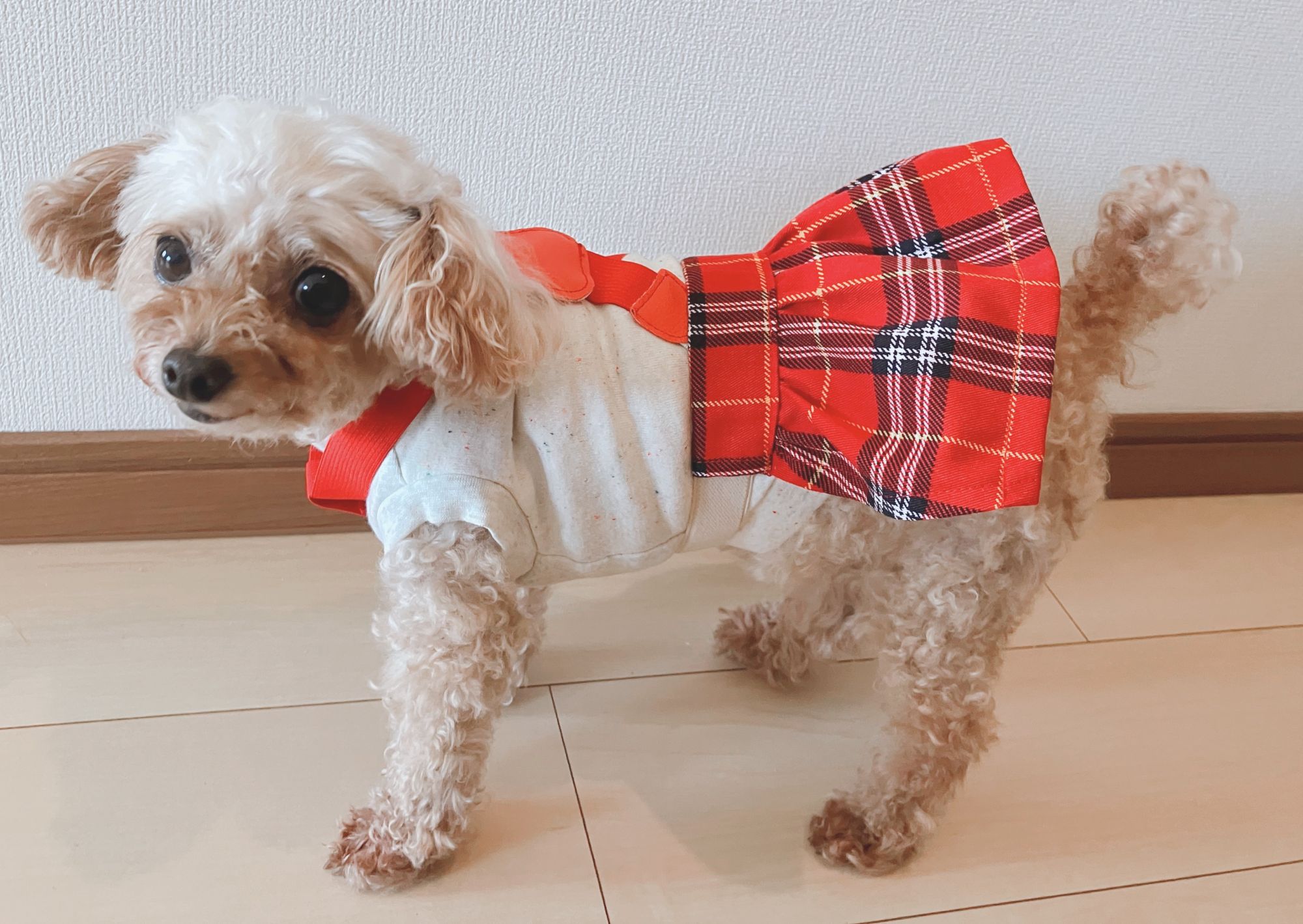 季節やイベントに合わせて手作り! 犬服ハンドメイド教室 春の新講座:体験会:4/9(木)