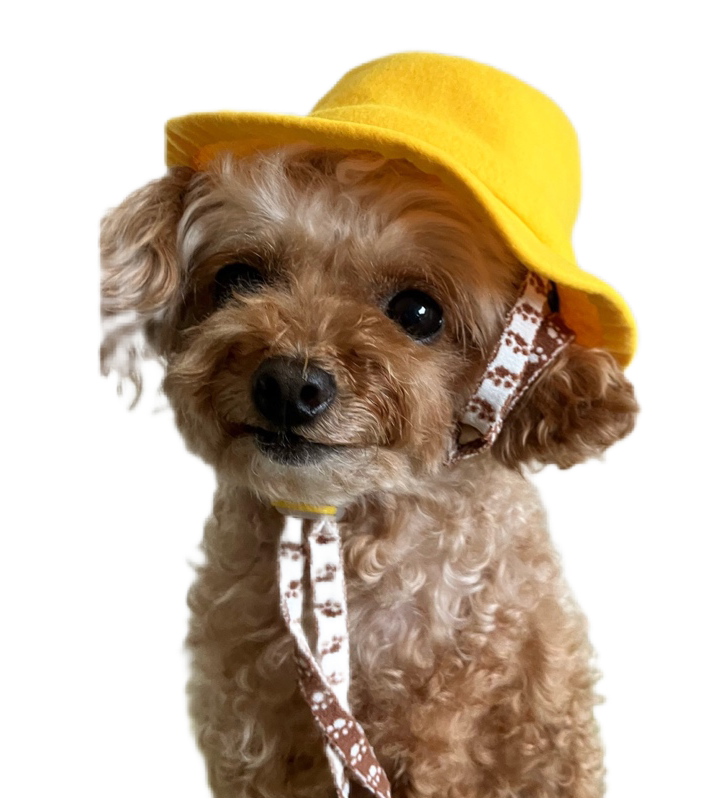 季節やイベントに合わせて手作り! 犬服ハンドメイド教室 春の新講座:体験会:4/9(木)