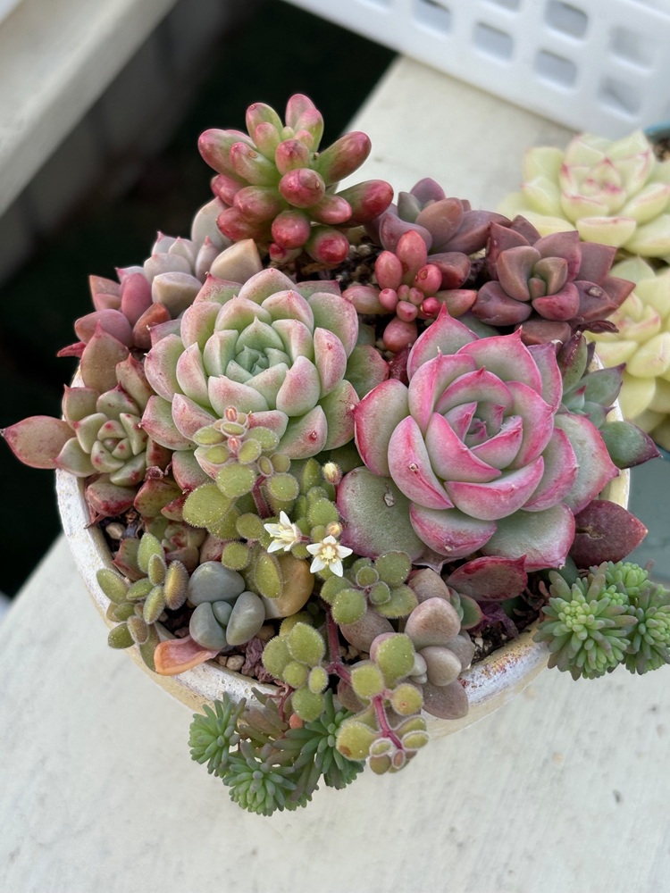 初心者にもやさしい多肉ライフを提案 多肉植物の寄せ植えを作ろう(3回コース) 春の新講座 4/28(火)スタート