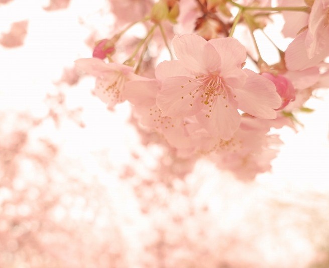 気軽にたのしく スマホ写真教室(全6回) 春の新講座5/19(火)スタート