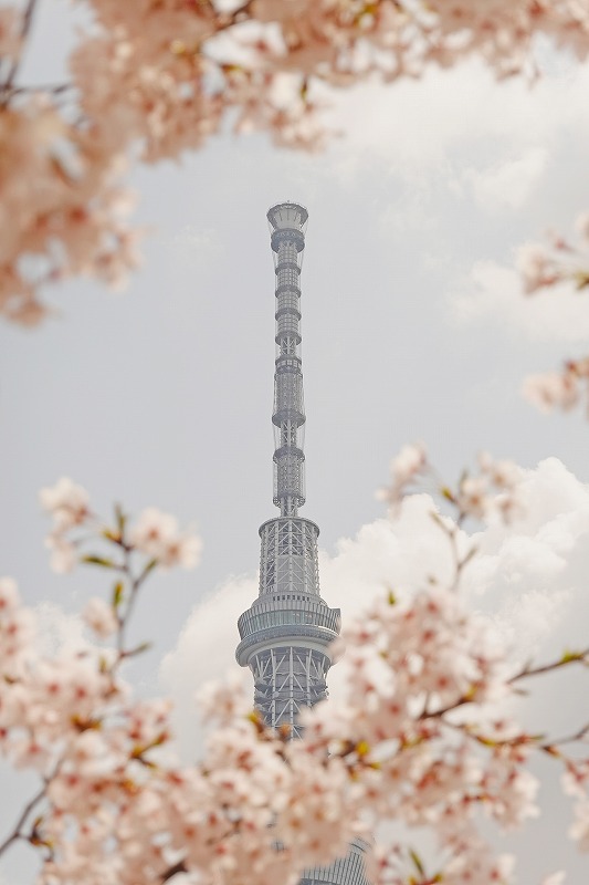 気軽にたのしく スマホ写真教室(全6回) 春の新講座5/19(火)スタート