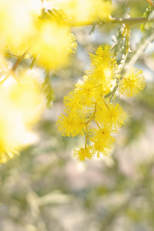 気軽にたのしく スマホ写真教室(全6回) 春の新講座5/19(火)スタート