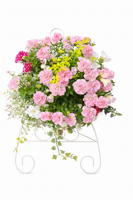 植物の基礎も学べる(全3回) 春のふんわり寄植えレッスン 4/17(金) 13:30～15:30 スタート