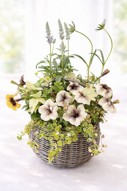 植物の基礎も学べる(全3回) 春のふんわり寄植えレッスン 4/17(金) 13:30～15:30 スタート