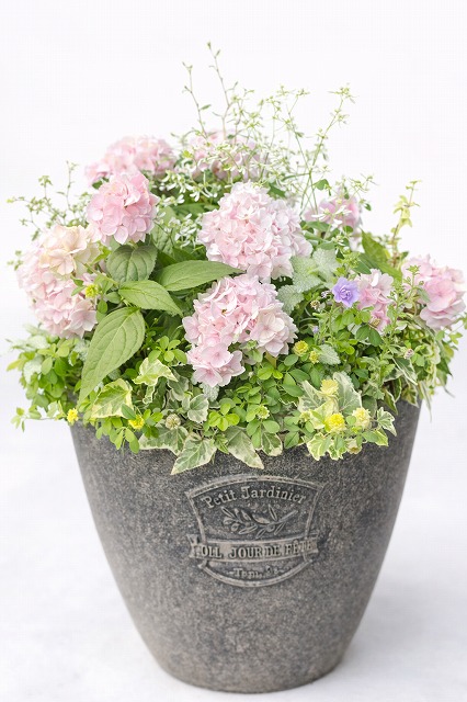 植物の基礎も学べる(全3回) 春のふんわり寄植えレッスン 4/17(金) 13:30～15:30 スタート