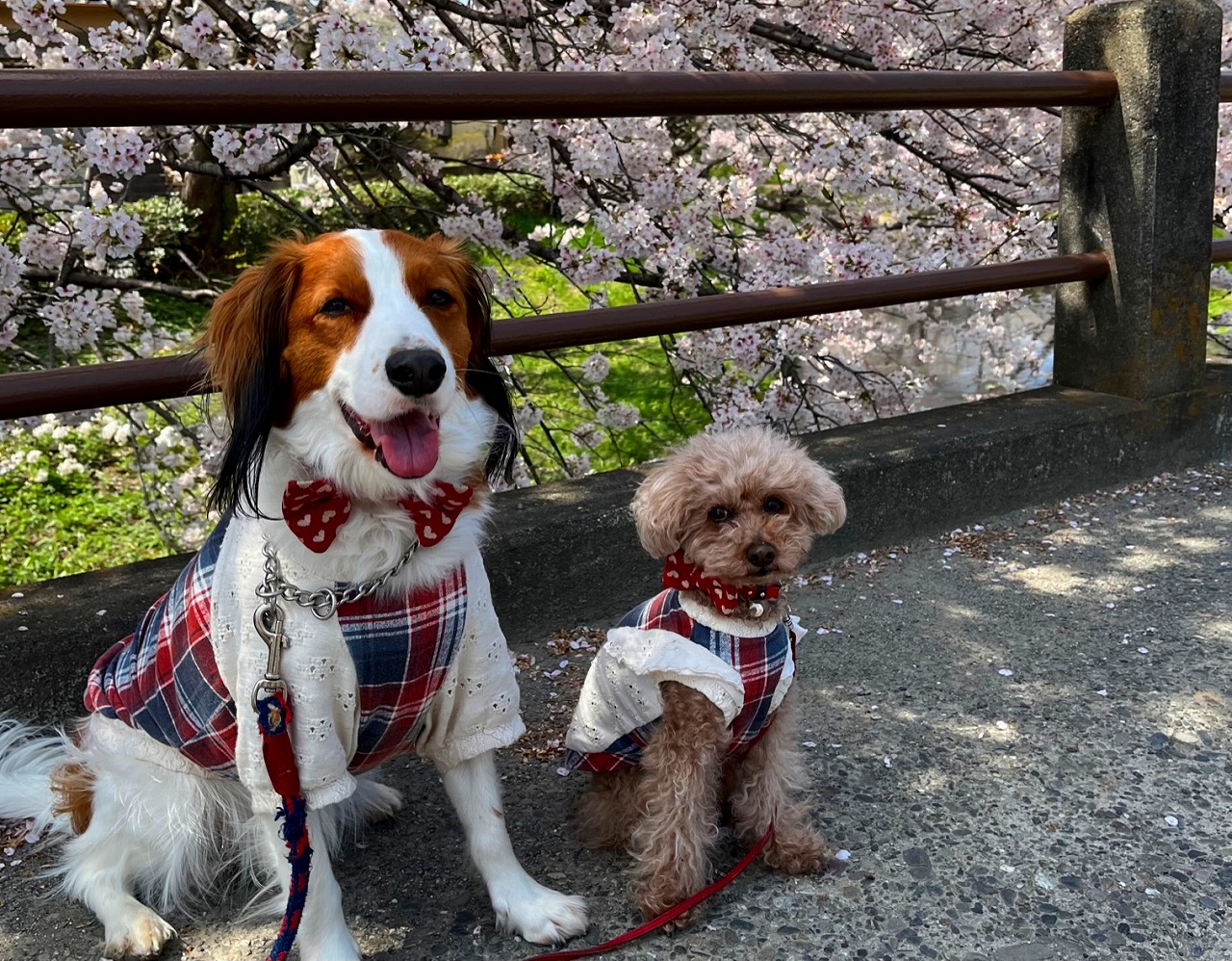 1日で作る特別な1着を愛犬に! 手作りわんこ服