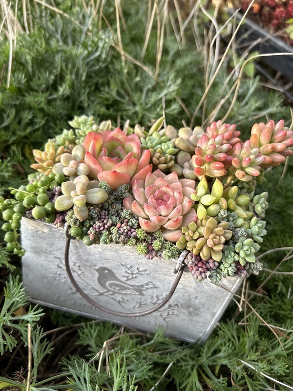 (全3回)多肉スタイリングを楽しもう 多肉植物の寄せ植え 春の新講座 4/19・5/17・6/21(日)