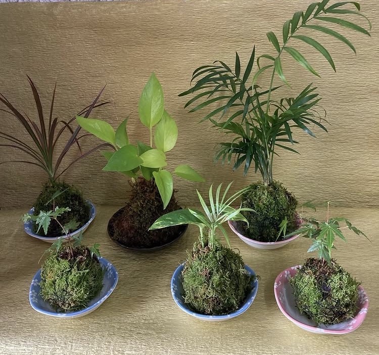 531/フラワーアレンジ・寄せ植え色々 季節の花アレンジ 春の新講座 4/16(木)特別体験会