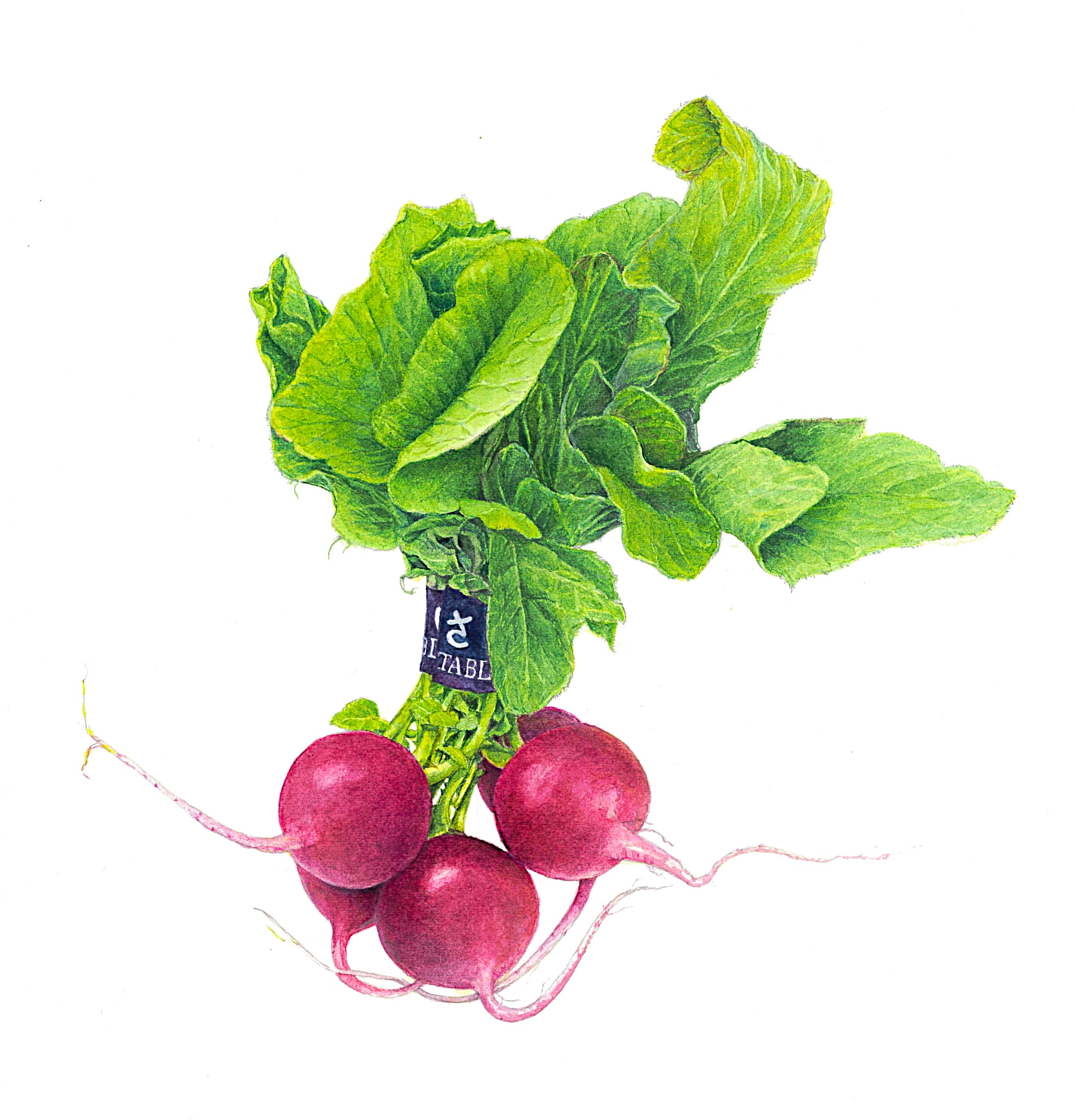 はじめての植物画 ボタニカル・アート入門