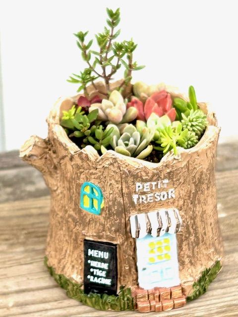 みて、育てて楽しもう! 多肉植物のアレンジ 春の新講座 4/1(水)体験会