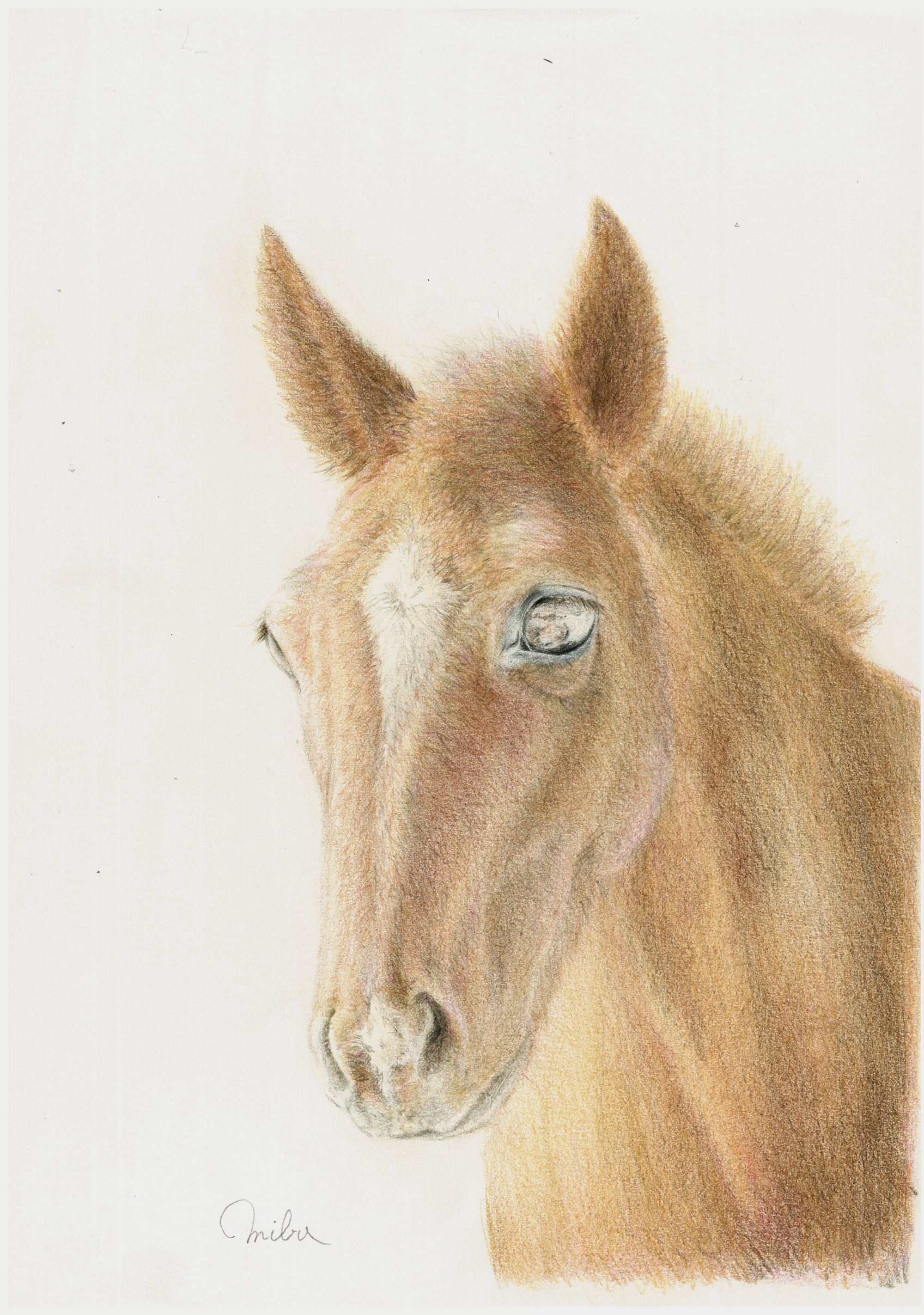 基本からゆっくり 色鉛筆画