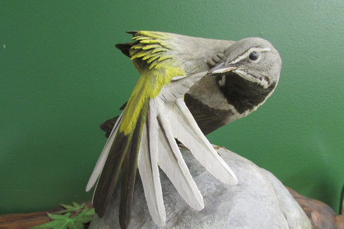 野鳥を彫る～ バードカービング 春号おすすめ講座 3/26(木)無料見学会