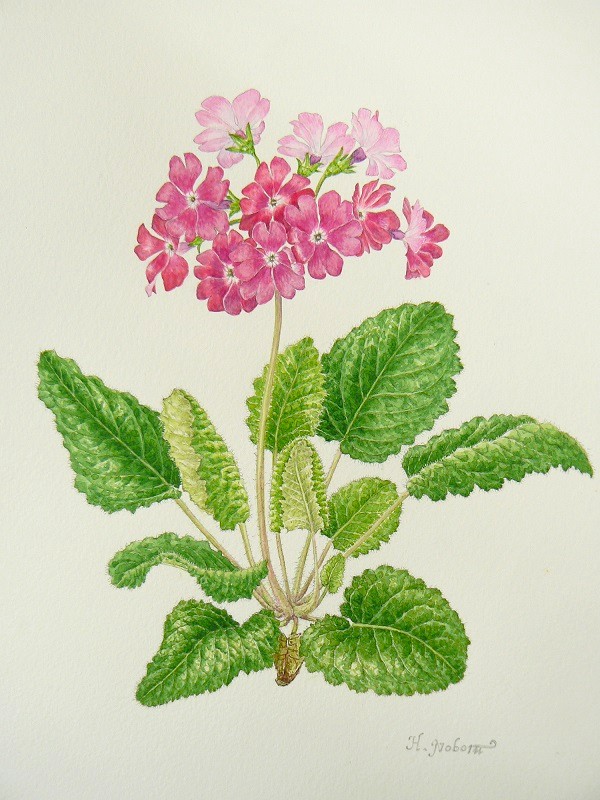 ボタニカルアート 春の新講座 特別体験会 4/24(金)