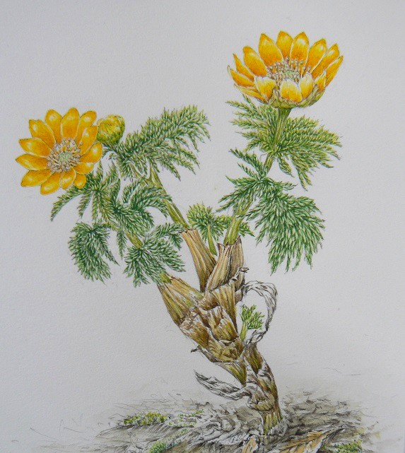 ボタニカルアート 春の新講座 特別体験会 4/24(金)