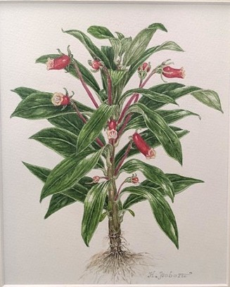 ボタニカルアート 春の新講座 特別体験会 4/24(金)