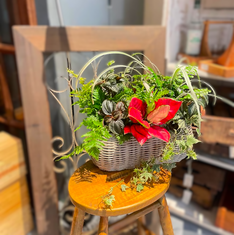 人気ノ寄セ植エ技法 あおき式プランツギャザリング 【一日体験会】3/28・4/25(土)